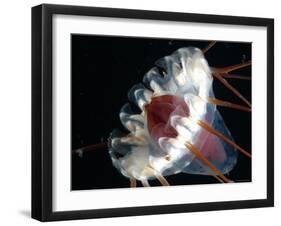 (Periphylla Sp) Jellyfish, Deep Sea Atlantic Ocean-David Shale-Framed Photographic Print
