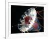 (Periphylla Sp) Jellyfish, Deep Sea Atlantic Ocean-David Shale-Framed Photographic Print