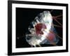 (Periphylla Sp) Jellyfish, Deep Sea Atlantic Ocean-David Shale-Framed Photographic Print