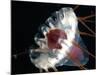 (Periphylla Sp) Jellyfish, Deep Sea Atlantic Ocean-David Shale-Mounted Photographic Print