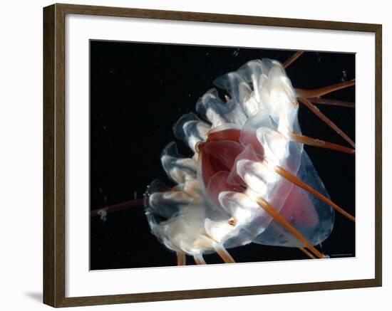 (Periphylla Sp) Jellyfish, Deep Sea Atlantic Ocean-David Shale-Framed Photographic Print