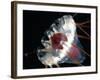 (Periphylla Sp) Jellyfish, Deep Sea Atlantic Ocean-David Shale-Framed Photographic Print