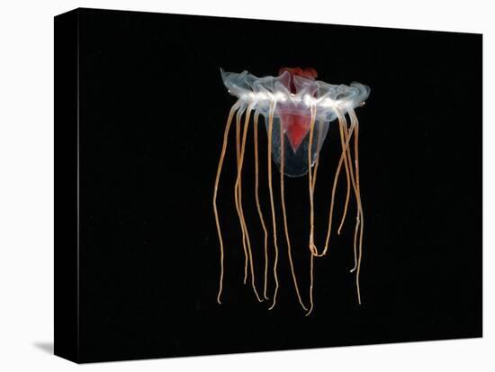 (Periphylla Sp) Juvenile, Jellyfish, Deep Sea Atlantic Ocean-David Shale-Stretched Canvas