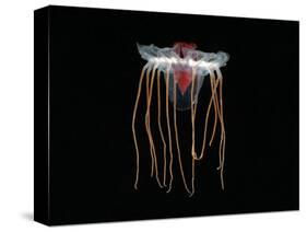 (Periphylla Sp) Juvenile, Jellyfish, Deep Sea Atlantic Ocean-David Shale-Stretched Canvas