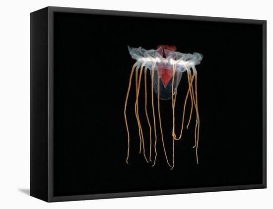 (Periphylla Sp) Juvenile, Jellyfish, Deep Sea Atlantic Ocean-David Shale-Framed Stretched Canvas