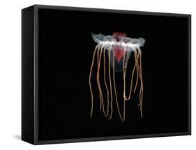 (Periphylla Sp) Juvenile, Jellyfish, Deep Sea Atlantic Ocean-David Shale-Framed Stretched Canvas