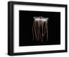 (Periphylla Sp) Juvenile, Jellyfish, Deep Sea Atlantic Ocean-David Shale-Framed Premium Photographic Print