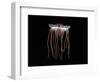 (Periphylla Sp) Juvenile, Jellyfish, Deep Sea Atlantic Ocean-David Shale-Framed Premium Photographic Print