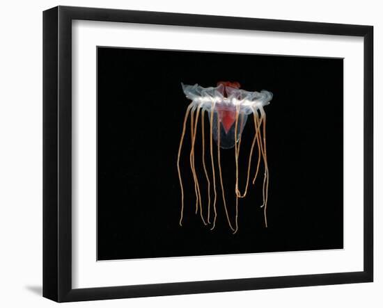 (Periphylla Sp) Juvenile, Jellyfish, Deep Sea Atlantic Ocean-David Shale-Framed Photographic Print