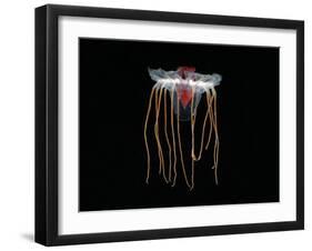 (Periphylla Sp) Juvenile, Jellyfish, Deep Sea Atlantic Ocean-David Shale-Framed Photographic Print