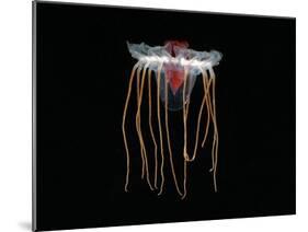 (Periphylla Sp) Juvenile, Jellyfish, Deep Sea Atlantic Ocean-David Shale-Mounted Photographic Print