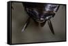 Periplaneta Americana (American Cockroach, Waterbug, Palmetto Bug) - Cerci-Paul Starosta-Framed Stretched Canvas