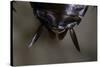 Periplaneta Americana (American Cockroach, Waterbug, Palmetto Bug) - Cerci-Paul Starosta-Stretched Canvas