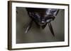 Periplaneta Americana (American Cockroach, Waterbug, Palmetto Bug) - Cerci-Paul Starosta-Framed Photographic Print