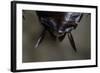 Periplaneta Americana (American Cockroach, Waterbug, Palmetto Bug) - Cerci-Paul Starosta-Framed Photographic Print