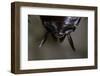 Periplaneta Americana (American Cockroach, Waterbug, Palmetto Bug) - Cerci-Paul Starosta-Framed Photographic Print