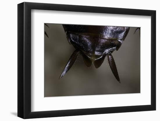 Periplaneta Americana (American Cockroach, Waterbug, Palmetto Bug) - Cerci-Paul Starosta-Framed Photographic Print