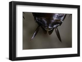 Periplaneta Americana (American Cockroach, Waterbug, Palmetto Bug) - Cerci-Paul Starosta-Framed Photographic Print