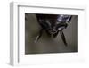 Periplaneta Americana (American Cockroach, Waterbug, Palmetto Bug) - Cerci-Paul Starosta-Framed Photographic Print