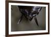 Periplaneta Americana (American Cockroach, Waterbug, Palmetto Bug) - Cerci-Paul Starosta-Framed Photographic Print