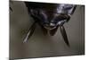 Periplaneta Americana (American Cockroach, Waterbug, Palmetto Bug) - Cerci-Paul Starosta-Mounted Photographic Print