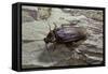 Periplaneta Americana (American Cockroach, Waterbug, Palmetto Bug)-Paul Starosta-Framed Stretched Canvas