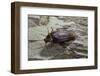 Periplaneta Americana (American Cockroach, Waterbug, Palmetto Bug)-Paul Starosta-Framed Photographic Print