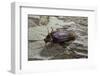 Periplaneta Americana (American Cockroach, Waterbug, Palmetto Bug)-Paul Starosta-Framed Photographic Print