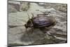 Periplaneta Americana (American Cockroach, Waterbug, Palmetto Bug)-Paul Starosta-Mounted Photographic Print