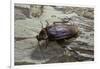 Periplaneta Americana (American Cockroach, Waterbug, Palmetto Bug)-Paul Starosta-Framed Photographic Print