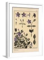 Periwinkle Botanical Study, 1897 (Lithograph)-Eugene Grasset-Framed Giclee Print