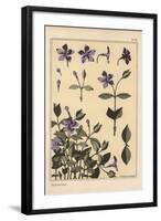 Periwinkle Botanical Study, 1897 (Lithograph)-Eugene Grasset-Framed Giclee Print