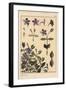 Periwinkle Botanical Study, 1897 (Lithograph)-Eugene Grasset-Framed Giclee Print