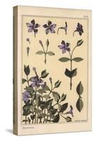 Periwinkle Botanical Study, 1897 (Lithograph)-Eugene Grasset-Stretched Canvas