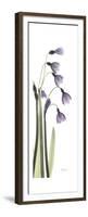 Periwinkle Snowdrop-Albert Koetsier-Framed Premium Giclee Print