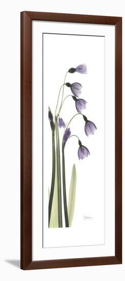 Periwinkle Snowdrop-Albert Koetsier-Framed Premium Giclee Print