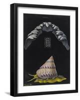 Periwinkle: Topshell-Philip Henry Gosse-Framed Giclee Print