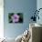 Periwinkle-Charles Bowman-Photographic Print displayed on a wall