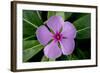 Periwinkle-Charles Bowman-Framed Photographic Print