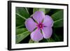 Periwinkle-Charles Bowman-Framed Photographic Print