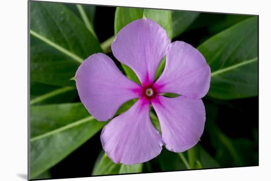 Periwinkle-Charles Bowman-Mounted Photographic Print