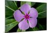 Periwinkle-Charles Bowman-Mounted Photographic Print