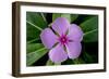 Periwinkle-Charles Bowman-Framed Photographic Print