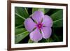 Periwinkle-Charles Bowman-Framed Photographic Print