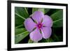 Periwinkle-Charles Bowman-Framed Photographic Print