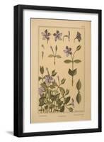 Periwinkle-null-Framed Giclee Print