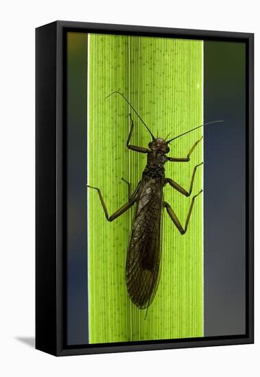 Perla Maxima (Stonefly)-Paul Starosta-Framed Stretched Canvas