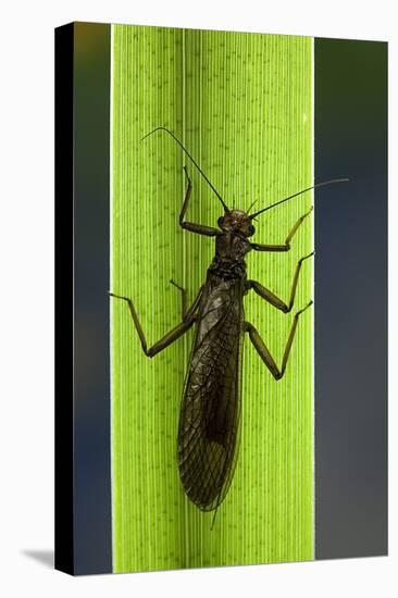 Perla Maxima (Stonefly)-Paul Starosta-Stretched Canvas