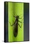 Perla Maxima (Stonefly)-Paul Starosta-Framed Stretched Canvas