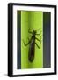 Perla Maxima (Stonefly)-Paul Starosta-Framed Photographic Print